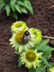 Kwitnąca Jeżówka (echinacea) na rabacie ogrodowej 09/2026 © Robert