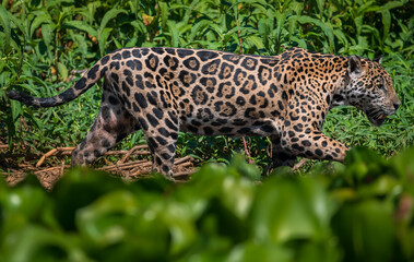 jaguar at the river bank © Agatha Carr