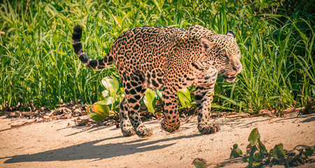 jaguar at the river bank © Agatha Carr