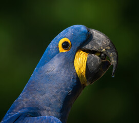 hyacinth macaw potrait © Agatha Carr