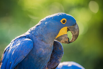 hyacinth macaw potrait © Agatha Carr