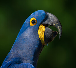 hyacinth macaw potrait © Agatha Carr