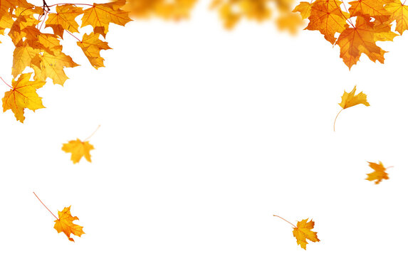 Golden Autumn Foliage. PNG autumn natural yellow leaves