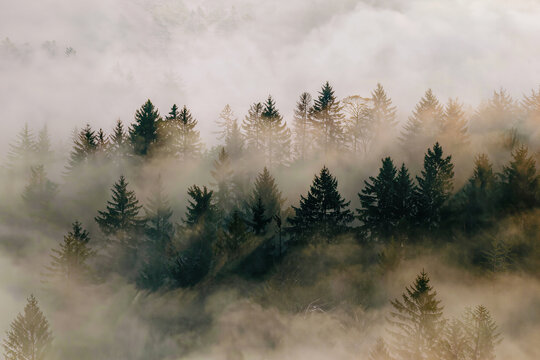 Spruce tops rise in layers out of thick drifting fog on a forested hillside