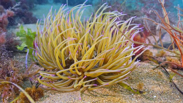 Close up underwater shot of anemone on sandy sea bed, Swanage, UK