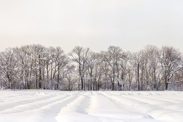 Fototapeta premium Deep snow drapes the furrows of a ploughed field below a long line of frosted bare winter trees