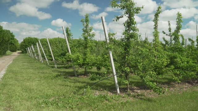 Young apple trees grow in organized rows supported by posts and trellis wires. Bright summer daylight illuminates the green foliage across the commercial fruit plantation.