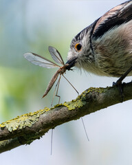 Long-tailed tit with a crane fly in its beak © fluffandshutter