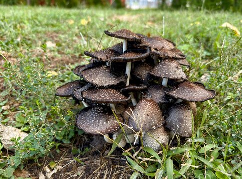 Dense cluster scaly inkcap mushrooms Coprinopsis species emerging from suburban lawn soil during fall in the American Midwest - Kansas Wild Mushrooms