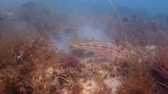 A small  group of red Mullet fish forage for food on the seabed, Swanage, UK