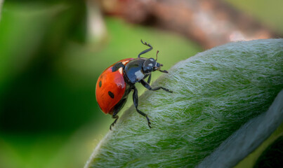 Macro shot of a ladybug sitting on a green leaf © Kamil