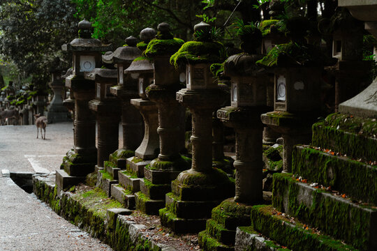Mossy stone lanterns along a path with a deer in the distance in Nara