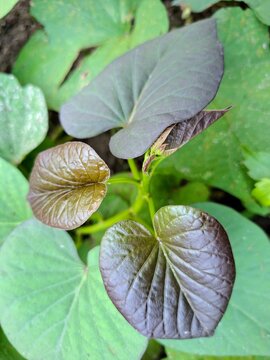 Top view of Ipomoea batatas or sweet potato sprouts featuring dark purple heart-shaped leaves.