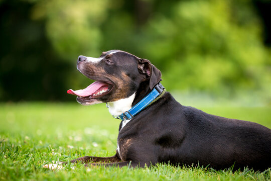 A Greater Swiss Mountain Dog mixed breed dog panting