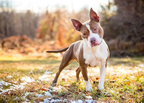 A Pit Bull Terrier mixed breed dog standing outdoors