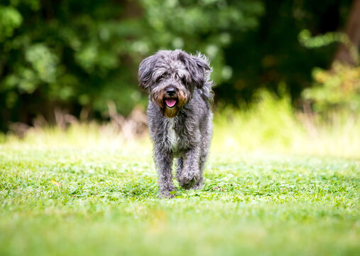 A Retriever x Poodle mixed breed dog walking toward the camera