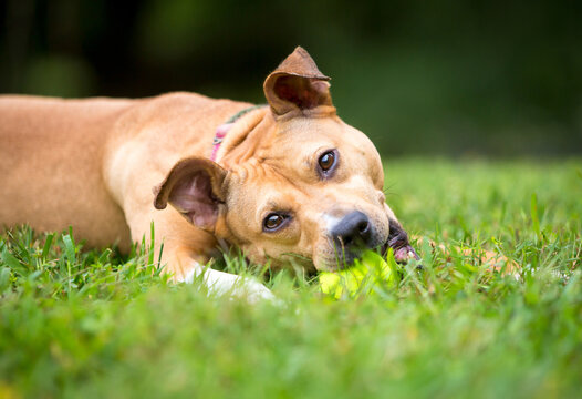A Pit Bull Terrier mixed breed dog lying in the grass and chewing on a ball