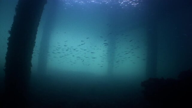 Underwater shot under Swanage Pier with shoals of small fish swimming amongst the piling with sunlight filtering down 