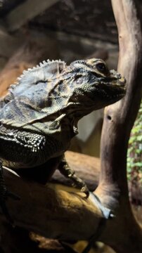 Sailfin dragon Hydrosaurus amboinensis closeup shows a tropical forest reptile from Indonesia in humid riverside habitat. Reptile portrait, wildlife biology, zoology, conservation and nature research.