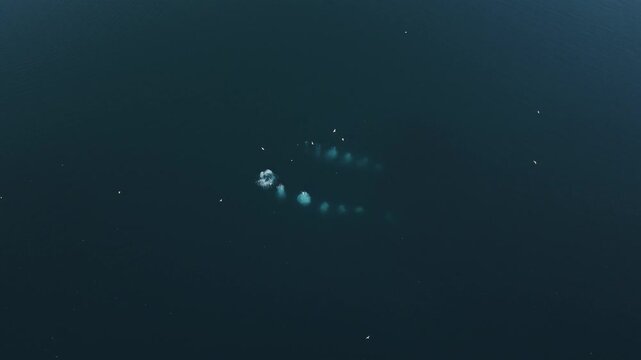 Aerial view of whales swimming in the deep blue ocean Greenland.
