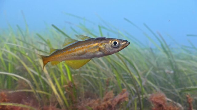 Underwater shot of juvenile Pollack swimming above seagrass bed, Swanage, Dorset