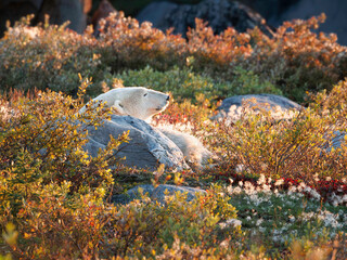 close up of female polar bear cubs laying down with her head up looking into the distance, showing highlights of the autumn colors of the tundra, yellow, orange, green, and red. © Karen