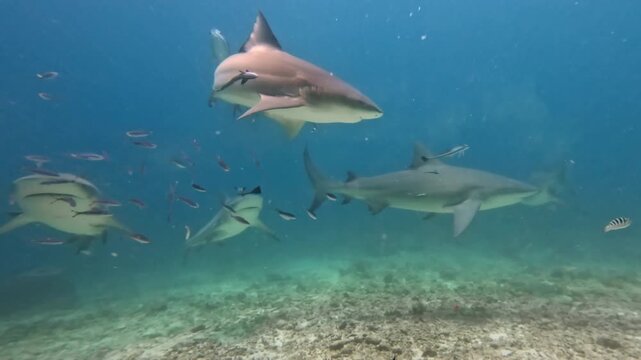 Bull sharks feeding in Shark Reef Marine Reserve. Many sharks swimming and feeding in clear blue ocean, showcasing marine life and the underwater ecosystem during a dive experience on Fiji islands