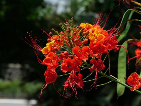 Pride of Barbados (Caesalpinia pulcherrima) flowers blooming in Miyako Island, Okinawa, Japan