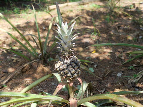 Pineapple fruit growing on plant in Miyako Island, Okinawa, Japan