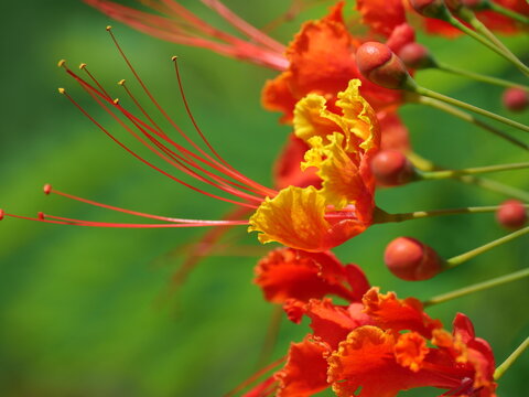 Close-up of Pride of Barbados (Caesalpinia pulcherrima) flower in Miyako Island, Okinawa, Japan