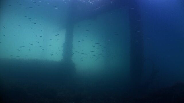 Underwater shot under Swanage Pier with shoals of small fish swimming amongst the piling with sunlight filtering down 