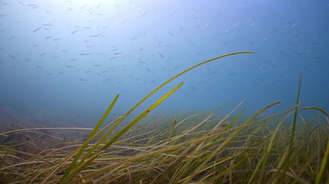 Underwater POV shot swimming over a seagrass bed as fish swim through frame, Swanage, UK