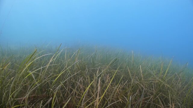 Underwater POV shot swimming over a seagrass bed as fish swim through frame, Swanage, UK