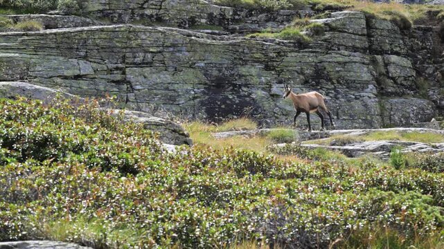 chamois in summer, chamois, Rupicapra rupicapra, summer, mammal, meadow, field, mountain, high mountain,  Gran Paradiso National Park, Cogne, Valnontey, Valle d'Aosta, Italy,, alpine praire