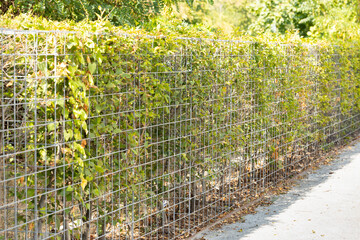 Wire mesh fence covered with green climbing vines beside a sunlit paved walkway in a leafy outdoor garden landscape with dense summer vegetation and foliage © Vlad Yakubovskiy