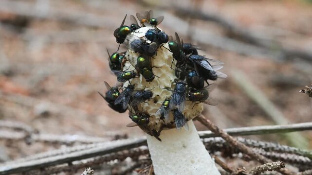fly eats mucilage on the mushroom cap, stinkhorn, Phallus impudicus, insect on stinkhorn, fly,  stinkhorn, mushroom, insect, Valle Intelvi, San Fedele, Italy,