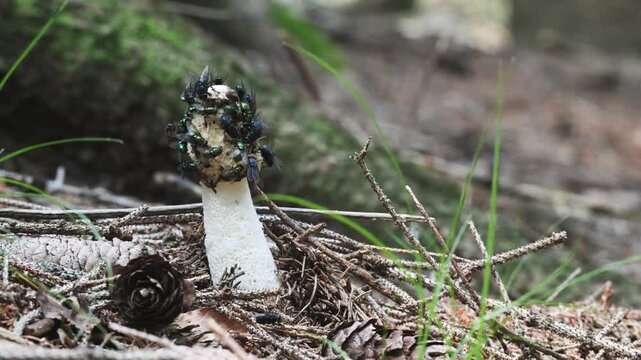 fly eats mucilage on the mushroom cap, stinkhorn, Phallus impudicus, insect on stinkhorn, fly,  stinkhorn, mushroom, insect, Valle Intelvi, San Fedele, Italy,