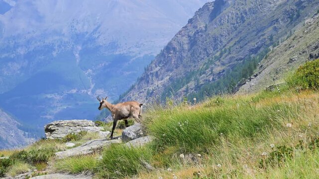 chamois in summer, chamois, Rupicapra rupicapra, summer, mammal, meadow, field, mountain, high mountain,  Gran Paradiso National Park, Cogne, Valnontey, Valle d'Aosta, Italy,, alpine praire