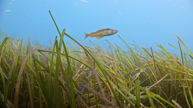 Underwater shot of juvenile Pollack swimming above seagrass bed, Swanage, Dorset