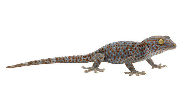 Tokay gecko lizard with orange spots on blue skin, exotic reptile isolated on white background, tropical gecko wildlife photography
