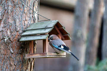 Close Profile Portrait Of A Eurasian Jay Bird On A Wooden Bird Feeder. Soft Forest Bokeh Background. Wildlife Nature Photography © IULIIA AZAROVA