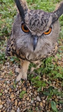 Eurasian Eagle Owl Looking Directly at the Camera Outdoor Close