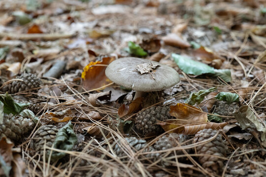 Mushroom grows among fallen leaves and pine needles
