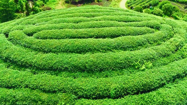Curving rows of lush tea bushes form a vivid hillside pattern in a Ya'an, Sichuan plantation, viewed from above in bright summer light.
