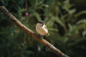 Marsh tit perched on woodland branch in Humford Woods, Northumberland, captured in natural August 2026 light and detailed habitat setting © Neil_Benison_Photos