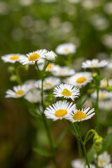 Fototapeta premium Delicate white daisy fleabane flowers with yellow centers blooming against a softly blurred green background.
