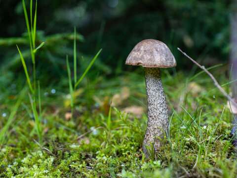 Tall brown birch bolete mushroom growing among green moss, grass and fallen leaves on a woodland floor.