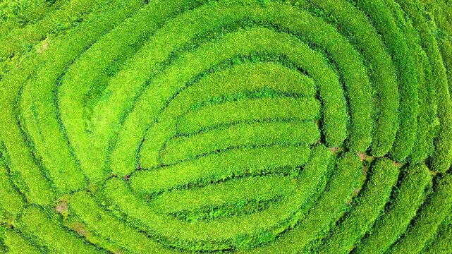 Vibrant green tea plantation bushes form a hand-like pattern in Ya'an, Sichuan, captured from a directly overhead drone angle.