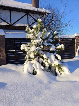 Snow-covered evergreen tree in a winter garden setting
