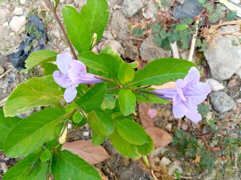 two light purple ruellia simplex flowers blooming on green plant with fresh leaves growing on rocky ground outdoor. Beautiful Mexican petunia wildflower on natural garden dayligh.
